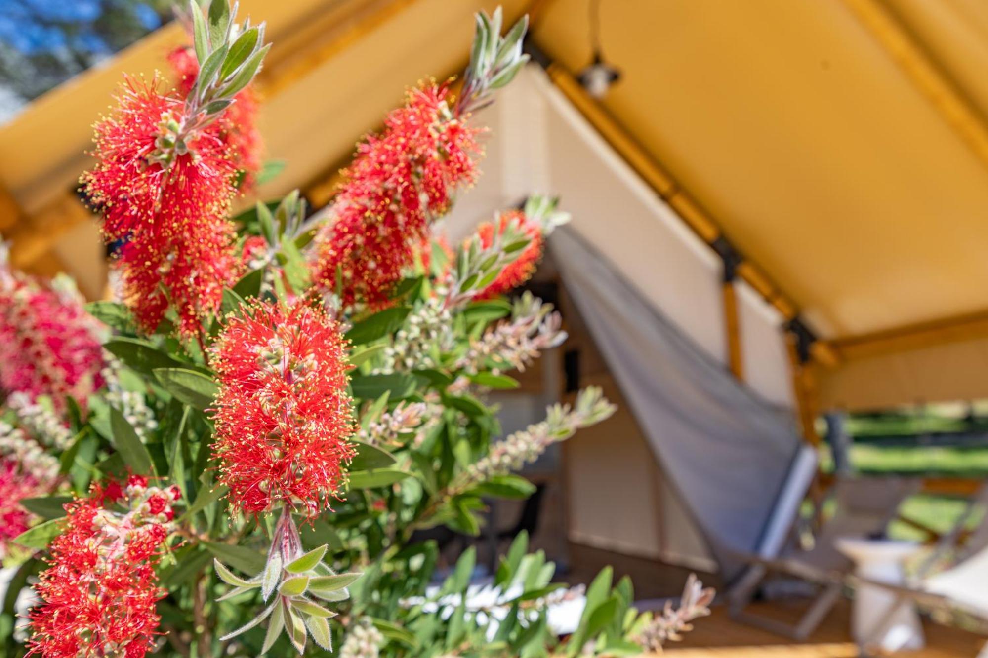 Camp Dole Zivogosce - Mobile Home And Glamping Tent Экстерьер фото